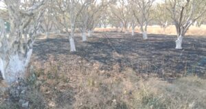 हाई बोल्टेज की चपेट में आने से गेहूं की फसल व आंवले की बाग जलकर राख मचा हड़कंप