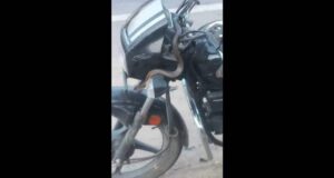 चलती मोटर साइकिल में हेडलाइट के पास आ गया सांप मोटर साइकिल सवार चिल्ला कर दिए ये काम