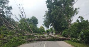 बिजली व्यवस्था पर फिर गिरी गाज: आंधी में पेड़ गिरने से आधा दर्जन विद्युत पोल टूटे, कई गांवों में पसरा अंधेरा, लापरवाही बनी मुसीबत की जड़