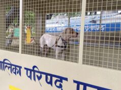 प्रतापगढ़ में रेलवे परिसर में घुसी ‘पाकिस्तानी बुली डॉग’ ने मचाया हड़कंप, आक्रामक कुतिया को पकड़ने के लिए बुलानी पड़ी प्रयागराज की विशेषज्ञ टीम