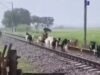 रेलवे ट्रैक पर मौत बनकर दौड़ी इंटरसिटी, 30 से 35 बकरियों की दर्दनाक मौत