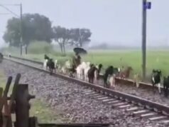 रेलवे ट्रैक पर मौत बनकर दौड़ी इंटरसिटी, 30 से 35 बकरियों की दर्दनाक मौत